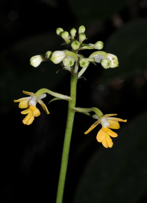 Calanthe kinabaluensis