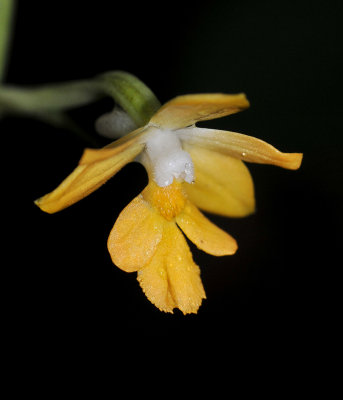 Calanthe kinabaluensis Close-up.