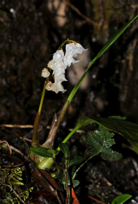 Pholidota sigmatochilus