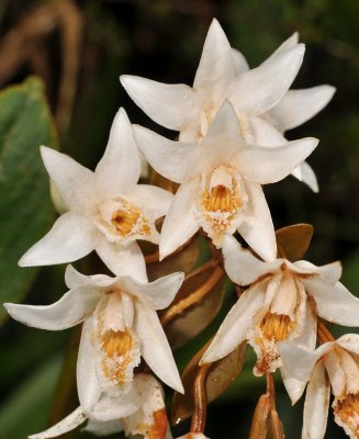 Coelogyne papillosa. Close-up.