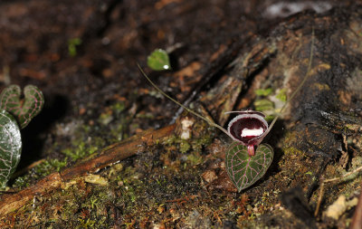 Corybas pictus