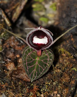 Orchidoidaea of Kinabalu National Park