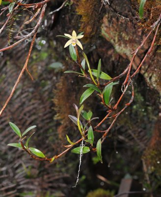 Dendrobium kinabaluense
