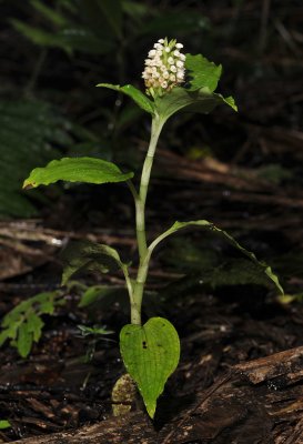 Goodyera condensata.