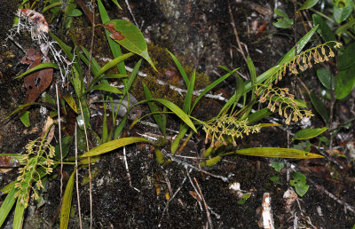 Nabaluia angustifolia