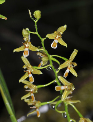 Nabaluia angustifolia. Close-up.