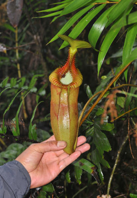 Nepenthes x harryana. Kinabalu Trail. (note the dark brown frog eggs inside the pitcher).