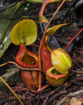 Carnivorous plants of Kinabalu National Park