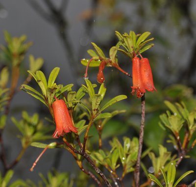 Rhododendron cuneifolium var cuneifolium.
