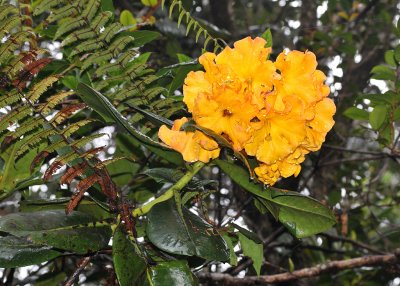 Rhododendron lowii