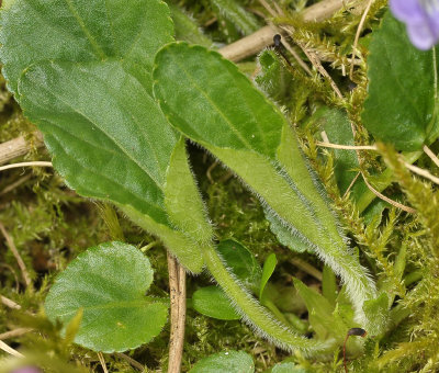 Whole plant covered with many hairs. No runners, Flowers (pale) blue. Always on calcareous soils. (Viola hirta)