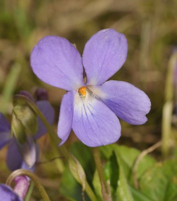 Viola hirta. Pale clone close-up.