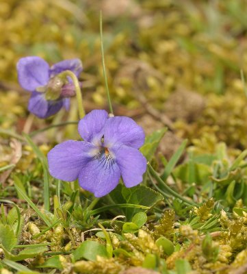 Viola hirta. Round flowered clone.