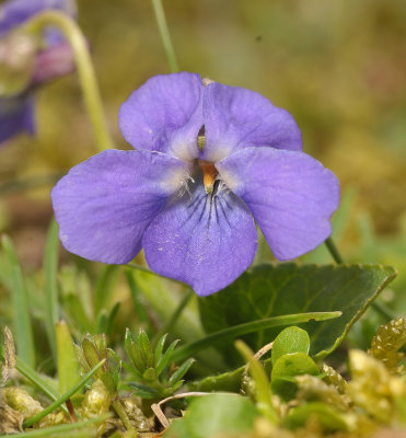 Viola hirta. Round flowered clone. Close-up.