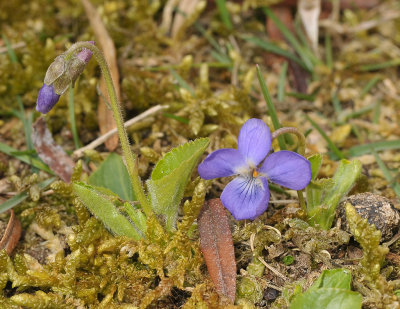 Viola hirta. Small plants.