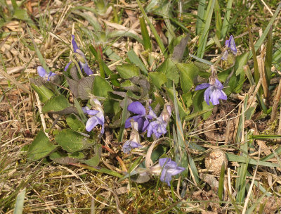 Viola rupestris.