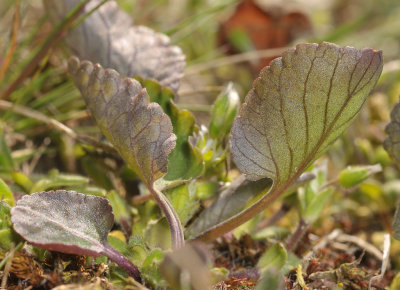 Viola rupestris. Leaf detail.