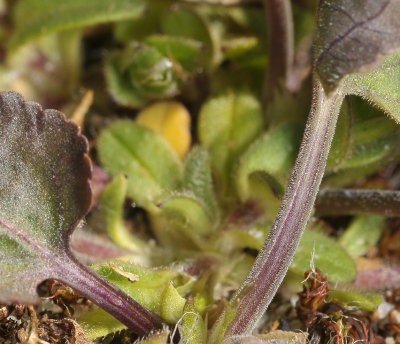 Viola rupestris. Minute papillose hairs on leafstalk.