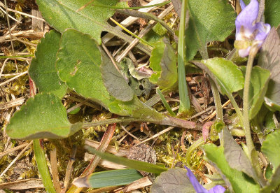 Viola rupestris. Lateral stem.
