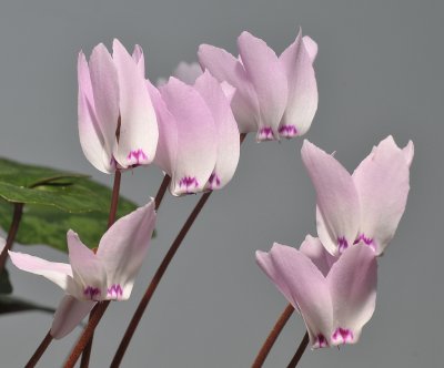 Cyclamen libanoticum. Close-up.