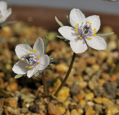 Eranthis pinnatifida. Closer-up.