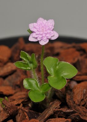 Hepatica Orihime.