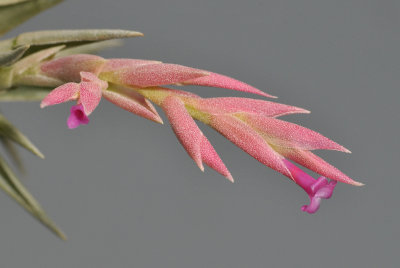 Tillandsia grazielae. Close-up.