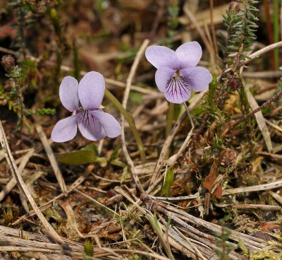 A plant of Marshes and bogs. Flowers pale lilac with dark veins, (Viola palustris)