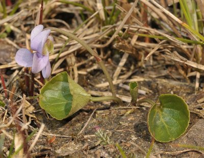 Viola palustris.