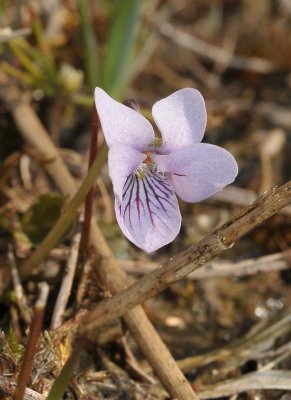 Viola palustris. Close-up.