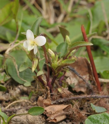 Viola persicifolia var. lacteaeoides.