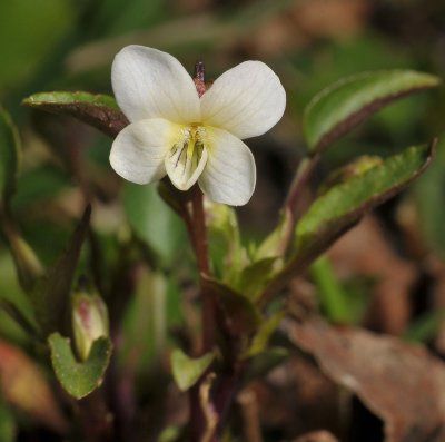 Viola persicifolia var. lacteaeoides. Closer.