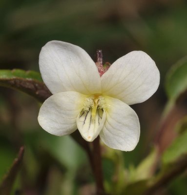Viola persicifolia var. lacteaeoides. Close-up.