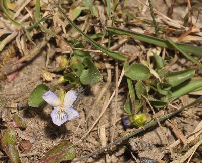 Viola x ritschliana (V. canina x V. persicifolia).