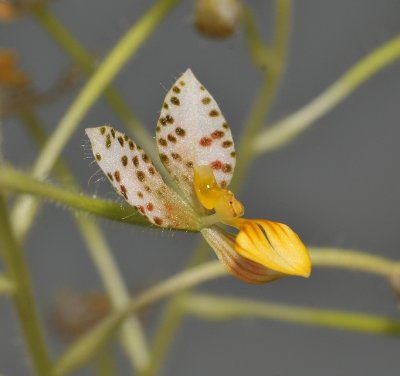 Ponthieva maculata. Close-up.
