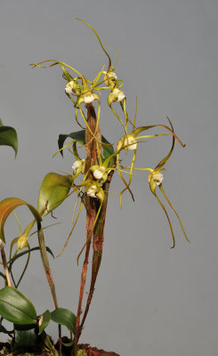 Dendrobium tetragonum var. hayesianum.