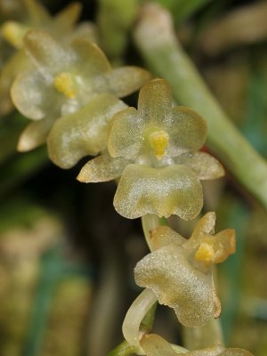 Diaphananthe xanthopollinia.