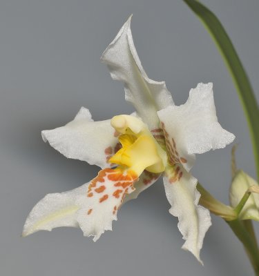 Rhynchostele apterum. Close-up side.