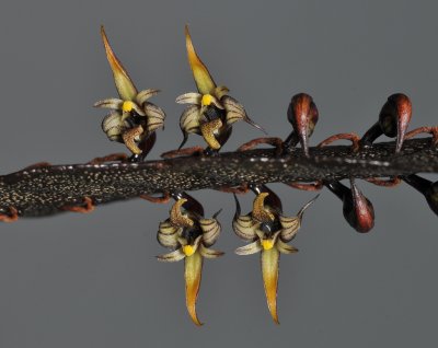 Bulbophyllum maximum.