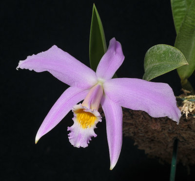 Cattleya jongheana.