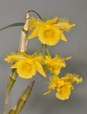 Dendrobium harveyanum.