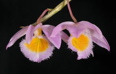 Dendrobium loddigesii.