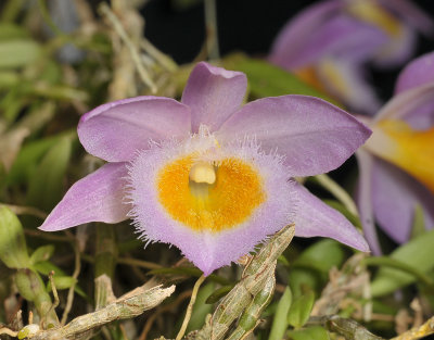Dendrobium loddigesii. Close-up.