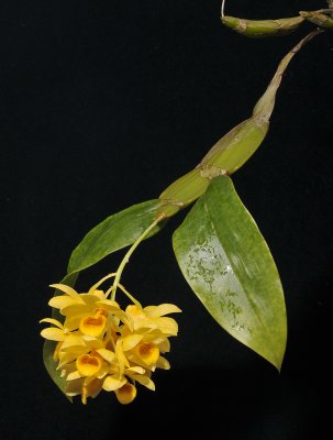 Dendrobium sulcatum.