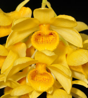 Dendrobium sulcatum. Close-up.