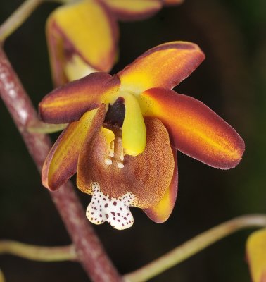 Eriopsis biloba. Close-up.