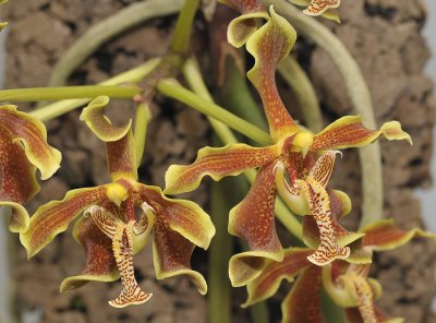 Paraphalaenopsis labukensis. Closer.