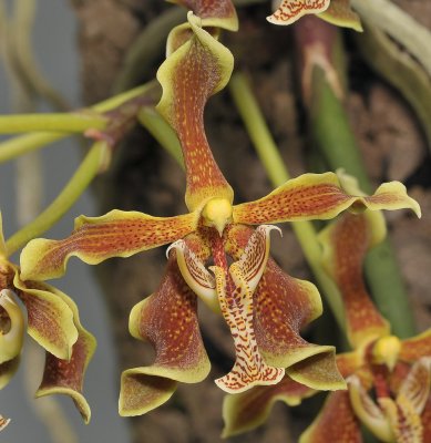 Paraphalaenopsis labukensis. Close-up.