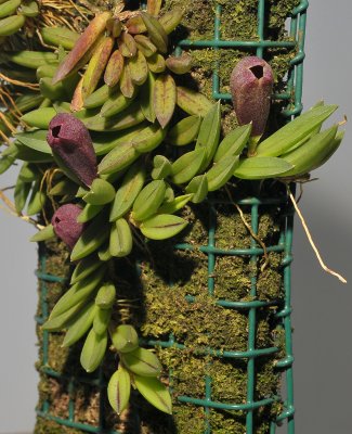 Phloeophila pubescens.