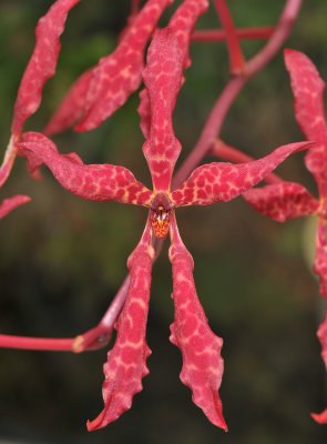 Renanthera bella.